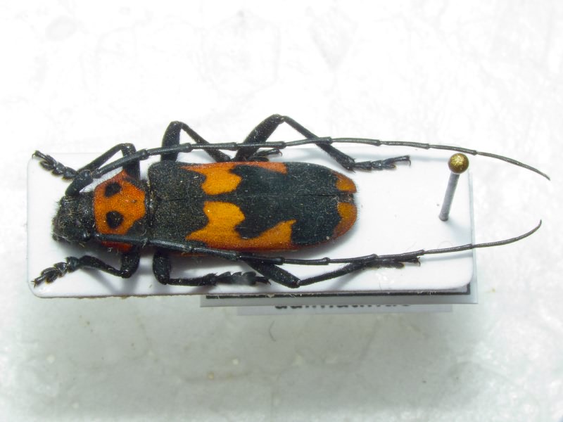 Purpuricenus dalmatinus Sturm, 1843